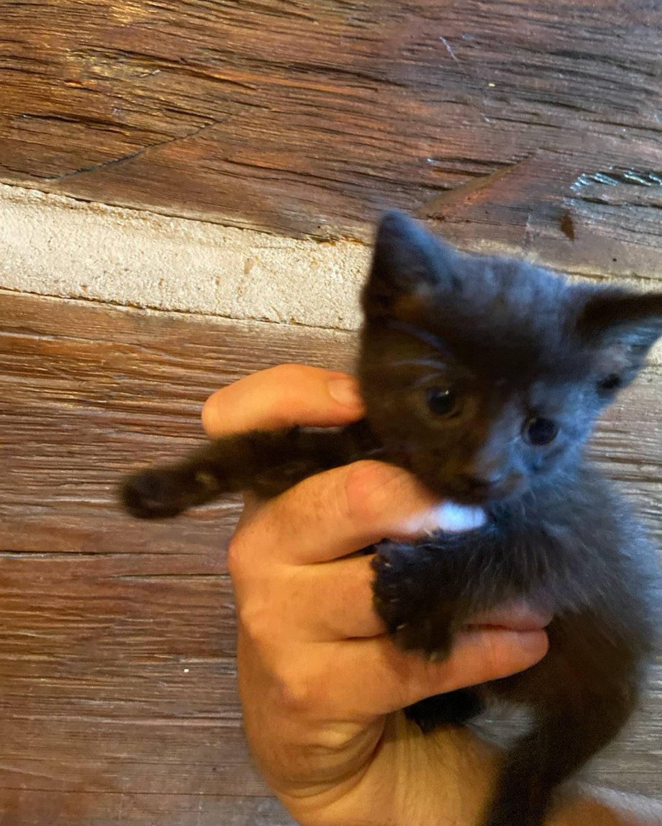 RappCatsAdopt's tweet image. #kitten season is not letting up for any #rescues. This little one was just rescued today!!! The name will be Tipper or Tippy. #fancyfeast #baby #adoptme #AdoptDontShop #cutie #CatsOfTwitter #WashingtonDC #VA #Nova #animals #pets