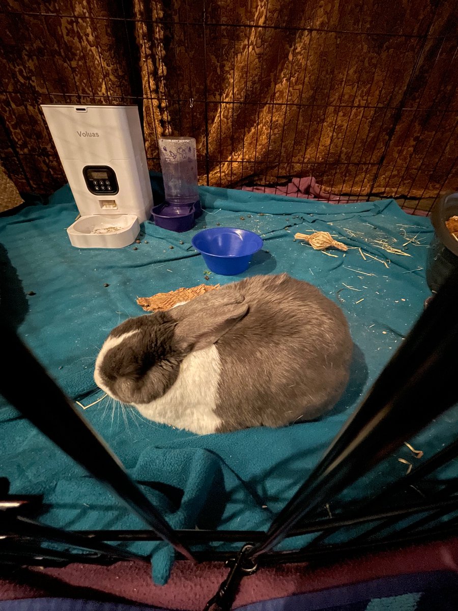 bunbuncasper's tweet photo. Casper :) https://t.co/sx20D3Sb2c