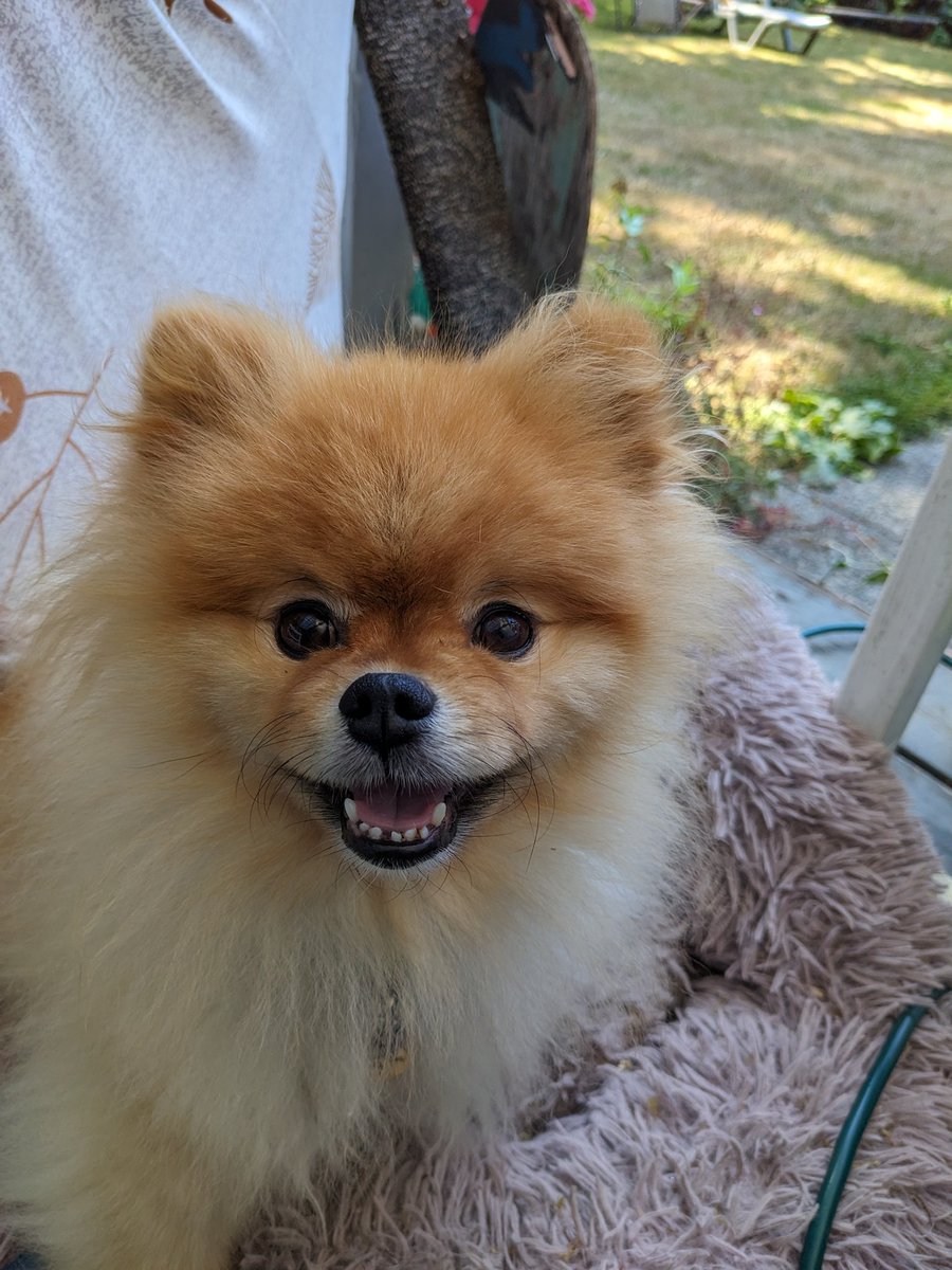 odiesislandlife's tweet image. Odie showing off his missing tooth with a big smile 😍 #toughguy #gaptooth