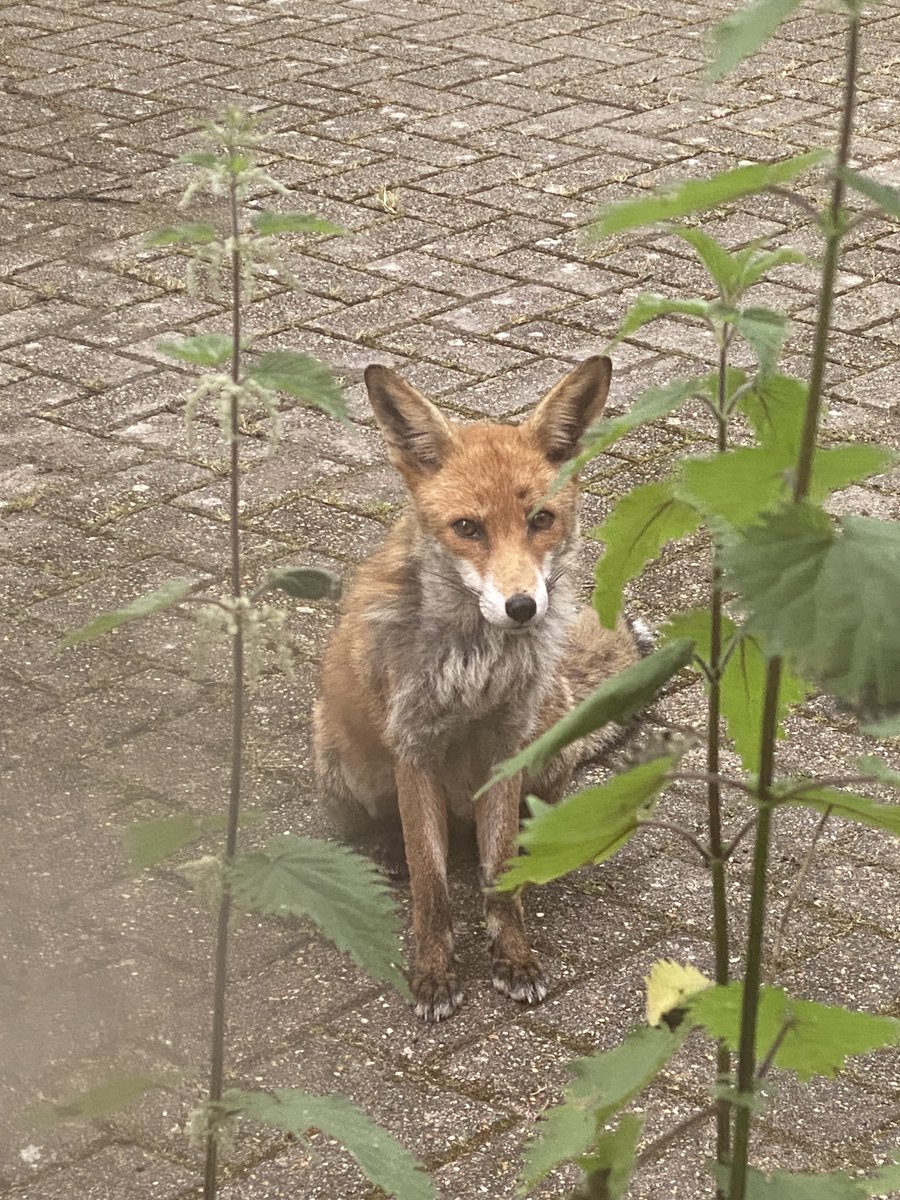 loraporra's tweet photo. Taken through our kitchen window #foxoftheday ⁦@ChrisGPackham⁩ https://t.co/DWb1Phz61D