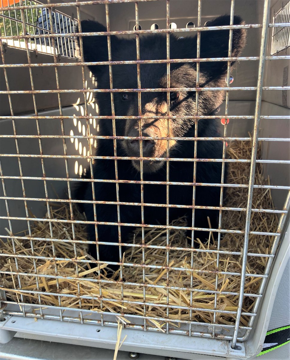 _BCCOS's tweet photo. Update | Conservation Officers have safely captured another black bear cub, with the support of the Skwlāx te Secwepemcúl̓ecw (Little Shuswap Lake Band).
https://t.co/QBSBlqjXhA #BCCOS #LSLB https://t.co/u165ywjG1T