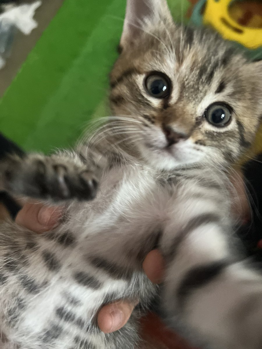 lilkatstwt's tweet image. #Selfie