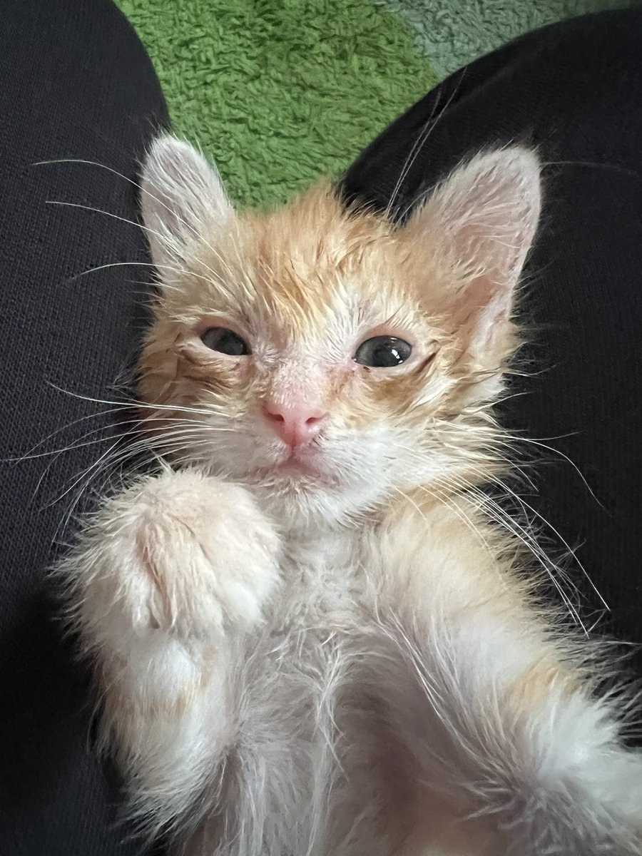 lilkatstwt's tweet image. #Selfie