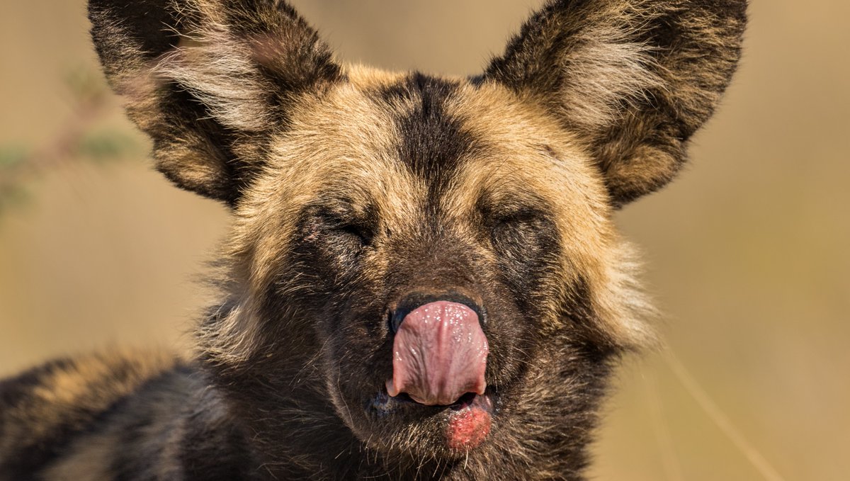 Tswalu's tweet photo. All 12 of the African wild dog pups born earlier this year are thriving. Head guide, Deirdre Opie, says: “Wild dogs require vast space, which means that Tswalu is the perfect safe haven for them”.
#WildlifeConservation #Africanwilddog #PaintedWolf #southafricatravel https://t.co/IWLf76G00P