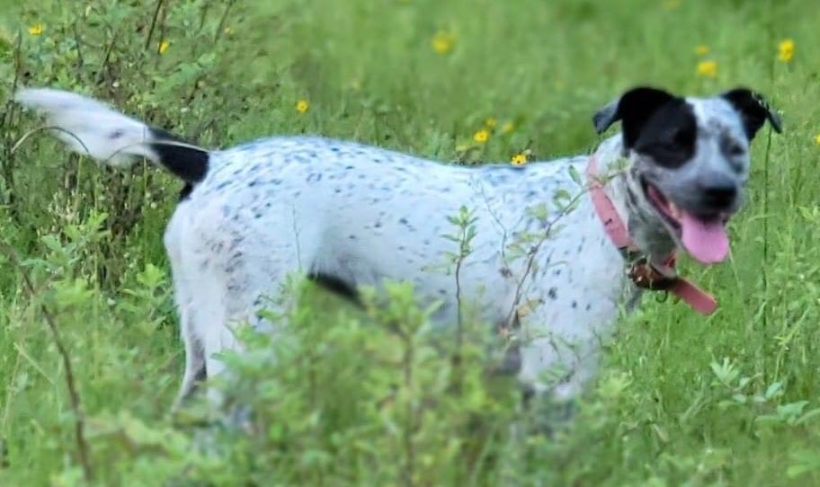 Disaster_Zones's tweet photo. ‼️Missing:
Remi💔 Please help keep an eye out for Remi. She has been missing since the start of #HurricaneIdalia T.Y.🤞
#DixieCounty #Florida #DogsofTwitter https://t.co/49dLkcoHLU