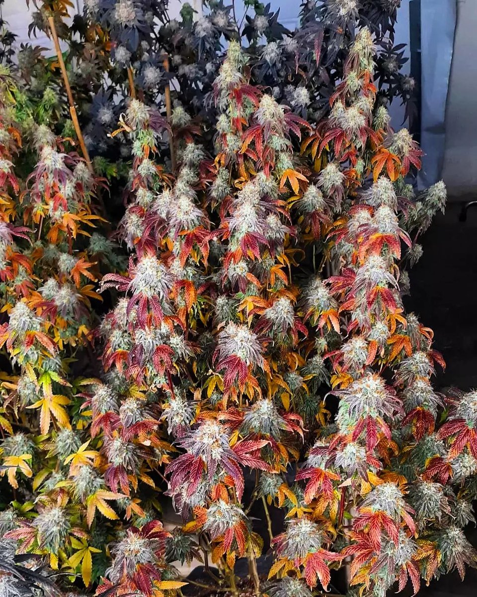 BUBBA'S CANDY
(Sour Runtz x Katsu Bubba)
#cannabisgrower #CannabisCommunity