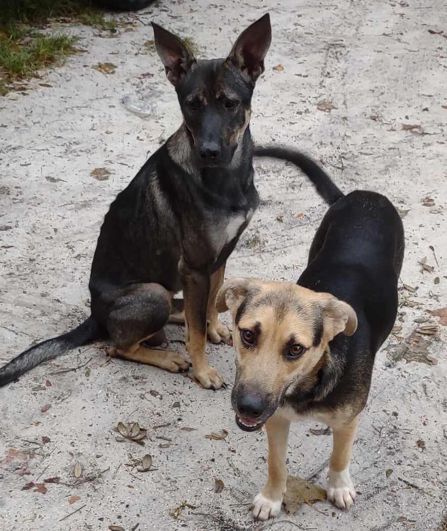 Disaster_Zones's tweet photo. ‼️Found:
These 2 were found after #HurricaneIdalia on McCall Chapel Grade off 349. Please help find their owner. T.Y🤞
#DixieCounty #Florida #DogsofTwitter https://t.co/C04xGJ1xUz
