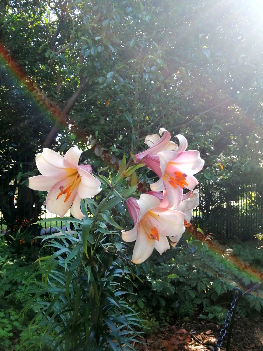 Roy_tem tweet picture