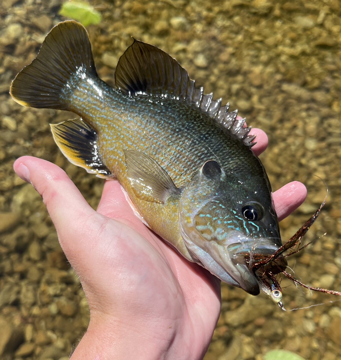 Femgirl_Fishing's tweet photo. Caught many fish today, mostly smallmouth bass- on flies today (they wanted their picture taken with the purple trans flag net) https://t.co/fmj5SFEgiM