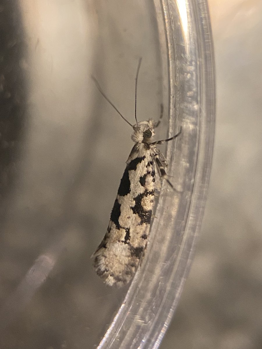 theveryamateur1's tweet photo. A Tale of Two Smudges this evening with Pied Smudge & Spindle Smudge in the garden - Ypsolopha sequella & Ypsolopha mucronella. Pied makes 521 moths for the garden list (since 2020). #moths #micromoths https://t.co/m8SN5ivZpu