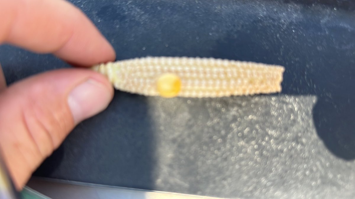 Cory Utterback tweet media