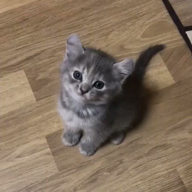 uweremybecausee's tweet photo. no ma parlando seriamente come cazzo fate a dire che i gatti fanno schifo ma tutto apposto? https://t.co/ymrxuaxf6Z
