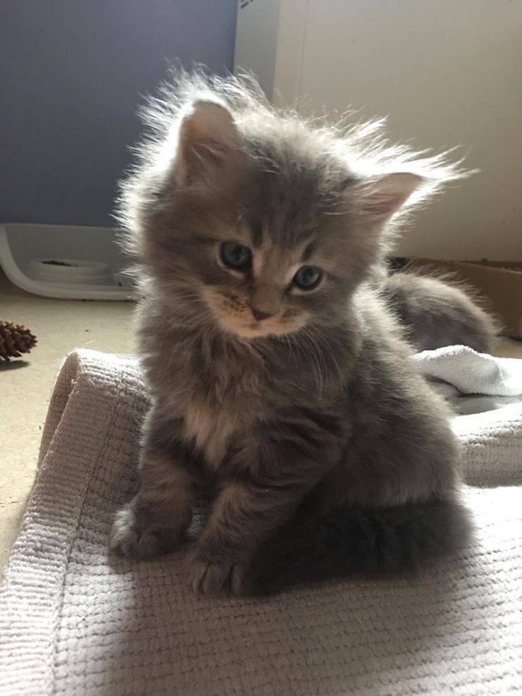 uweremybecausee's tweet photo. no ma parlando seriamente come cazzo fate a dire che i gatti fanno schifo ma tutto apposto? https://t.co/ymrxuaxf6Z