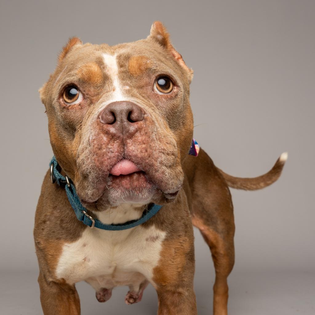 Humane Animal Rescue of Pittsburgh tweet media