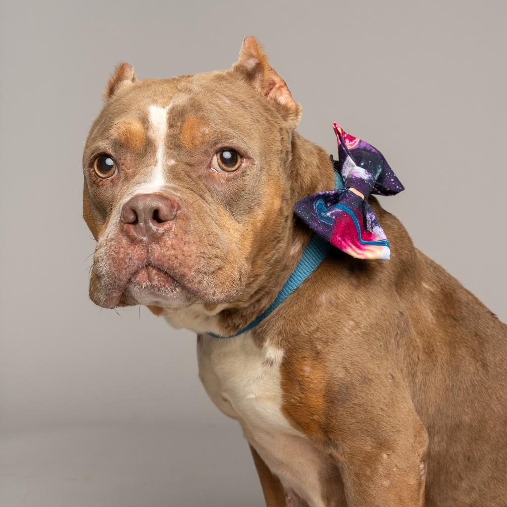 Humane Animal Rescue of Pittsburgh tweet media