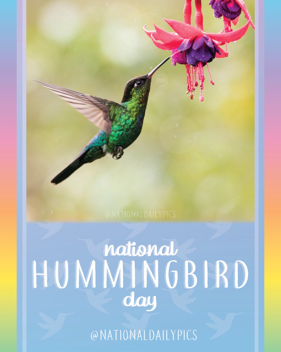 NationalDayPics's tweet photo. Happy National Hummingbird Day! 🪺

Fun Fact: There are roughly 360 different hummingbird species! 

💜💜Follow @NationalDailyPics on instagram for more!💜💜

#NationalHummingbirdDay #HummingbirdDay #NationalHummingbirdDay2023 #HummingbirdDay2023 #NationalDailyPics https://t.co/RGmPoKJZv6