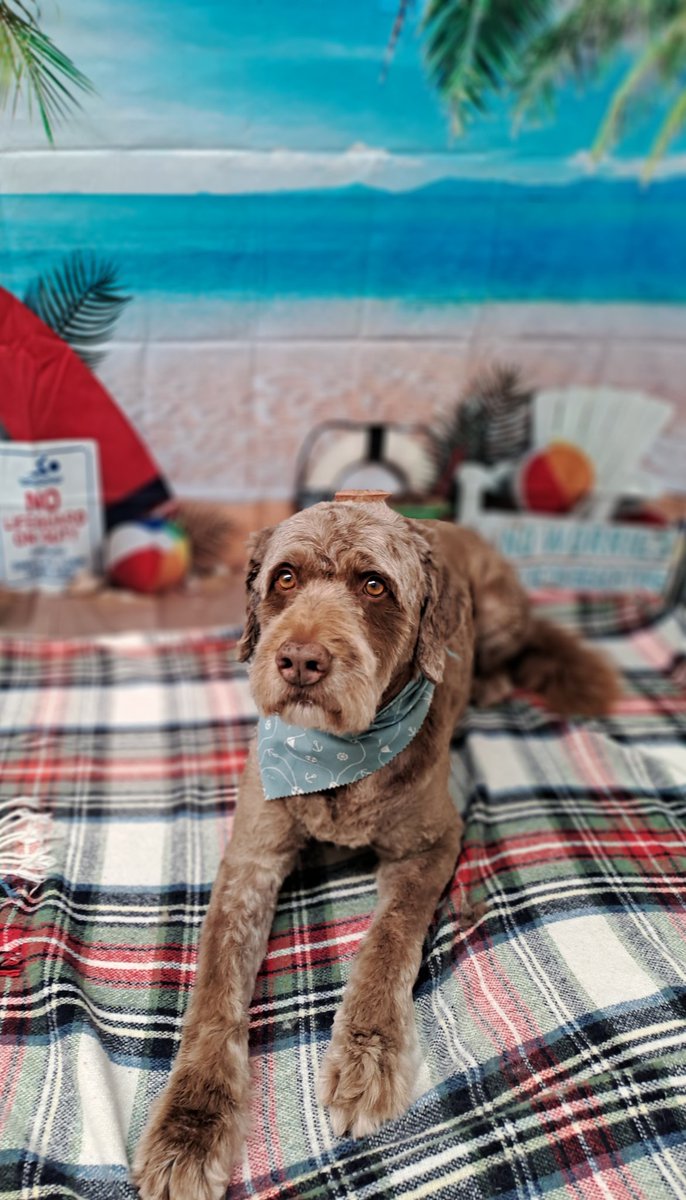 muddypawwash6's tweet photo. Haven't posted for a while due to my motorbike accident. Glad to be back to work for some hug a dug therapy. It truly is the best medicine 💖🐕
#doggroomer #dogs https://t.co/AF7aUSzaOb