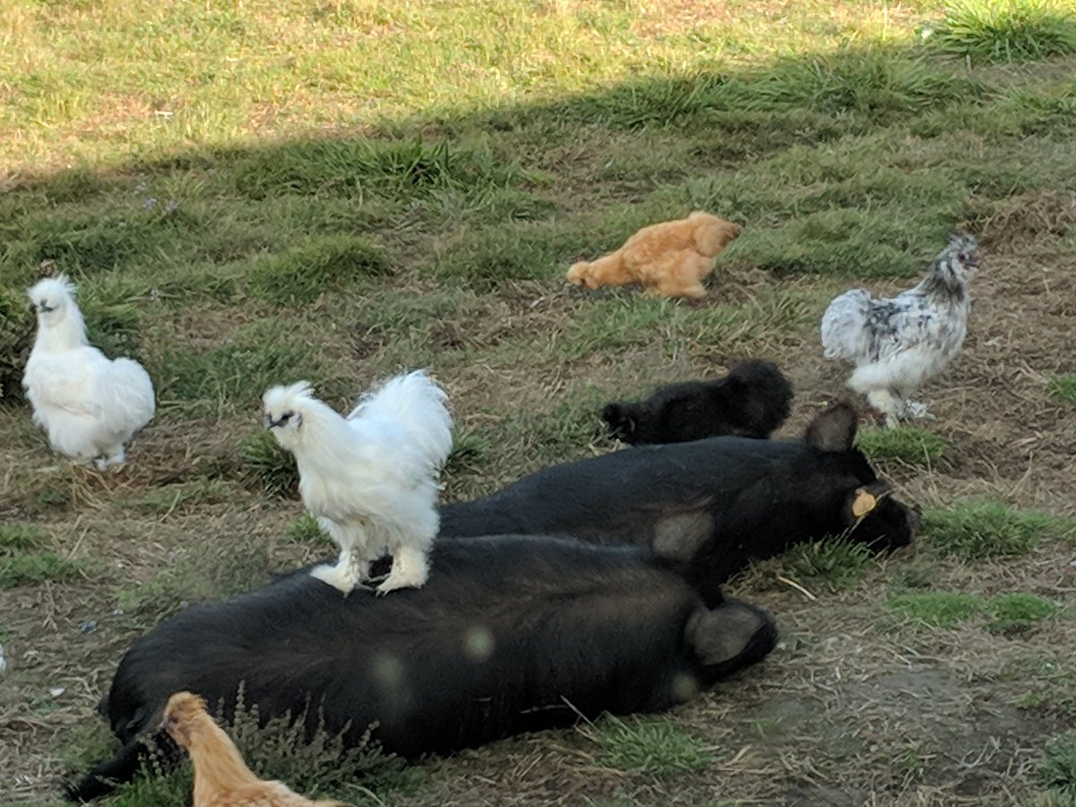 My #Silkie #chickens loved their #pigs! Lol love #farm furry family 😁