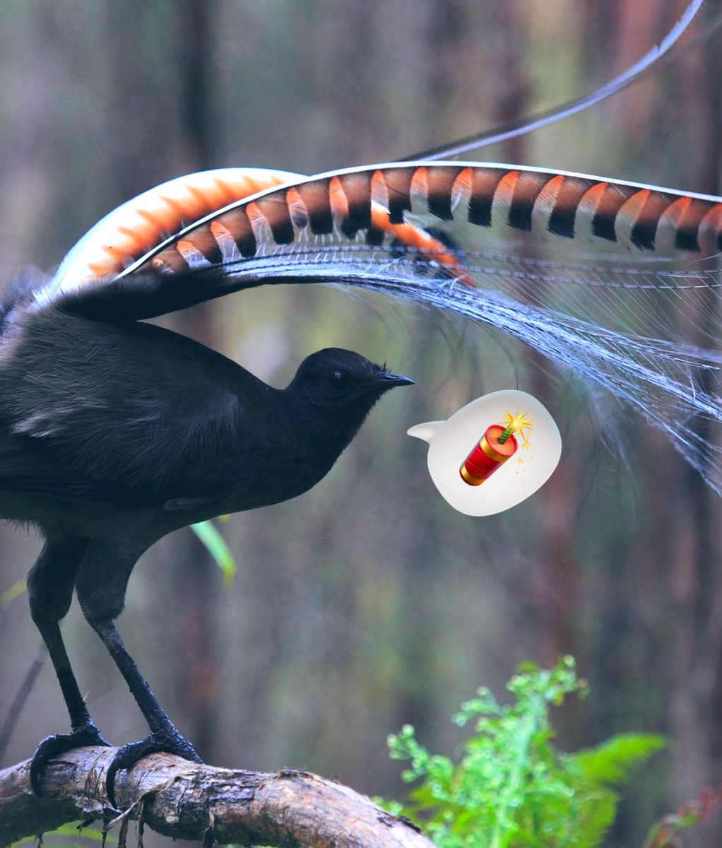 SH_221bBSt's tweet photo. The lyrebird can mimic almost any sounds it hears — including chainsaws!
Wildlife watchers have recorded the Australian species copying not only other birds but other animals, like koalas, and artificial sounds such as car alarms and camera shutters. #RandomFunFacts 📸 https://t.co/AzbCqlpR8Y