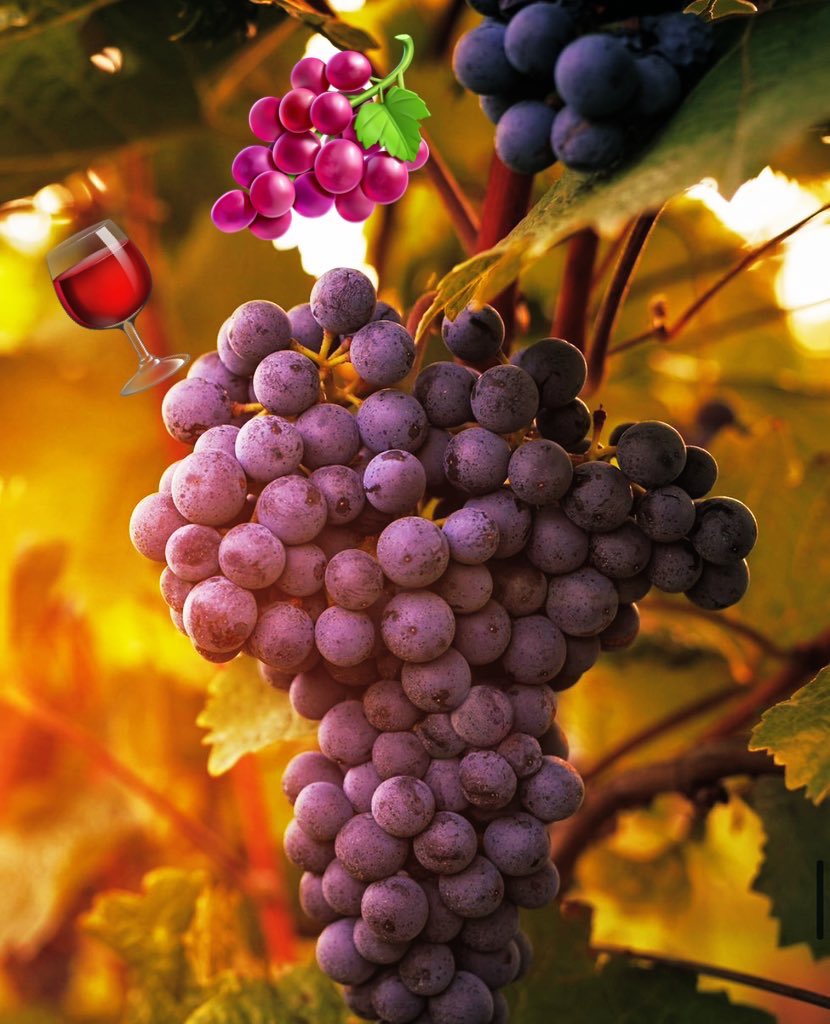SH_221bBSt's tweet photo. About 700 grapes go into one bottle of wine…
That's approximately 2.6 pounds, if you're wondering how much "fruit" you get when you uncork your favourite red. #RandomFunFacts 🍇 https://t.co/JKlykN5Hya