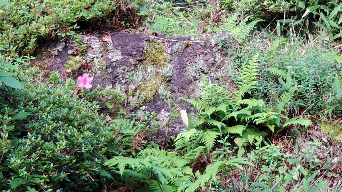 hanami2626's tweet image. ＃Pignose✨🌻
＃太田仁子✨さん🎤
＃竹中俊二✨さん🎸

とってもステキでした🥰
目の前で聴ける🎵🍀

ストラップを身に付けて♨️
何かあるの？
夕方♨️でご一緒に　とっても良かった🎵🎤🎸　教えてくださってありがとう😆💕✨

旅には✨＃Yoshikitty💝😸

竹中さん作🌻イラスト💗

＃沼尻温泉✨＃猪苗代