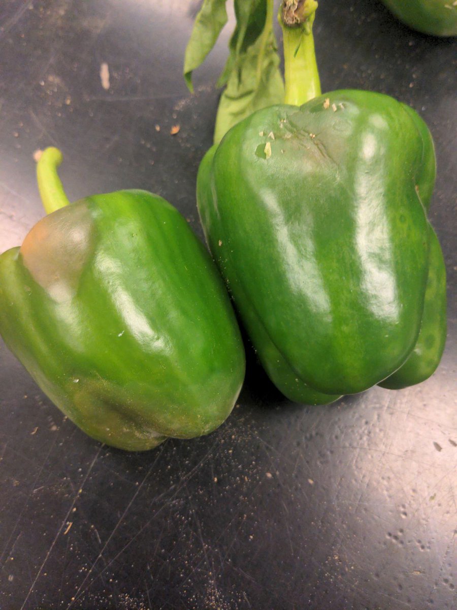 Soon after several recent intensive rain events across OH accompanied by high temps, Phytophthora blight is severe in some pepper fields, affecting roots, stems and fruits. Pumpkins and other cucurbits have also been affected. See go.osu.edu/CdHG