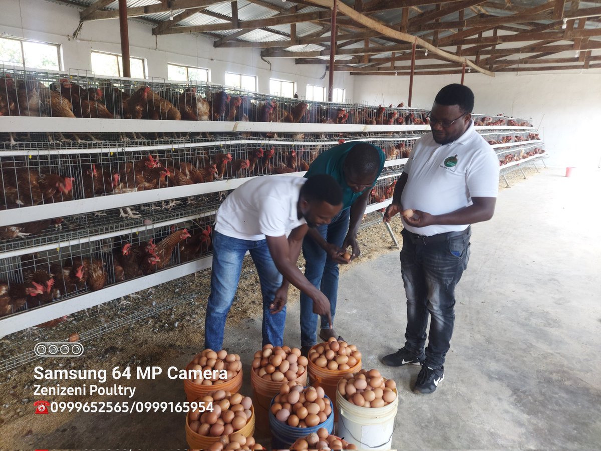 Livestock Production Guru tweet media