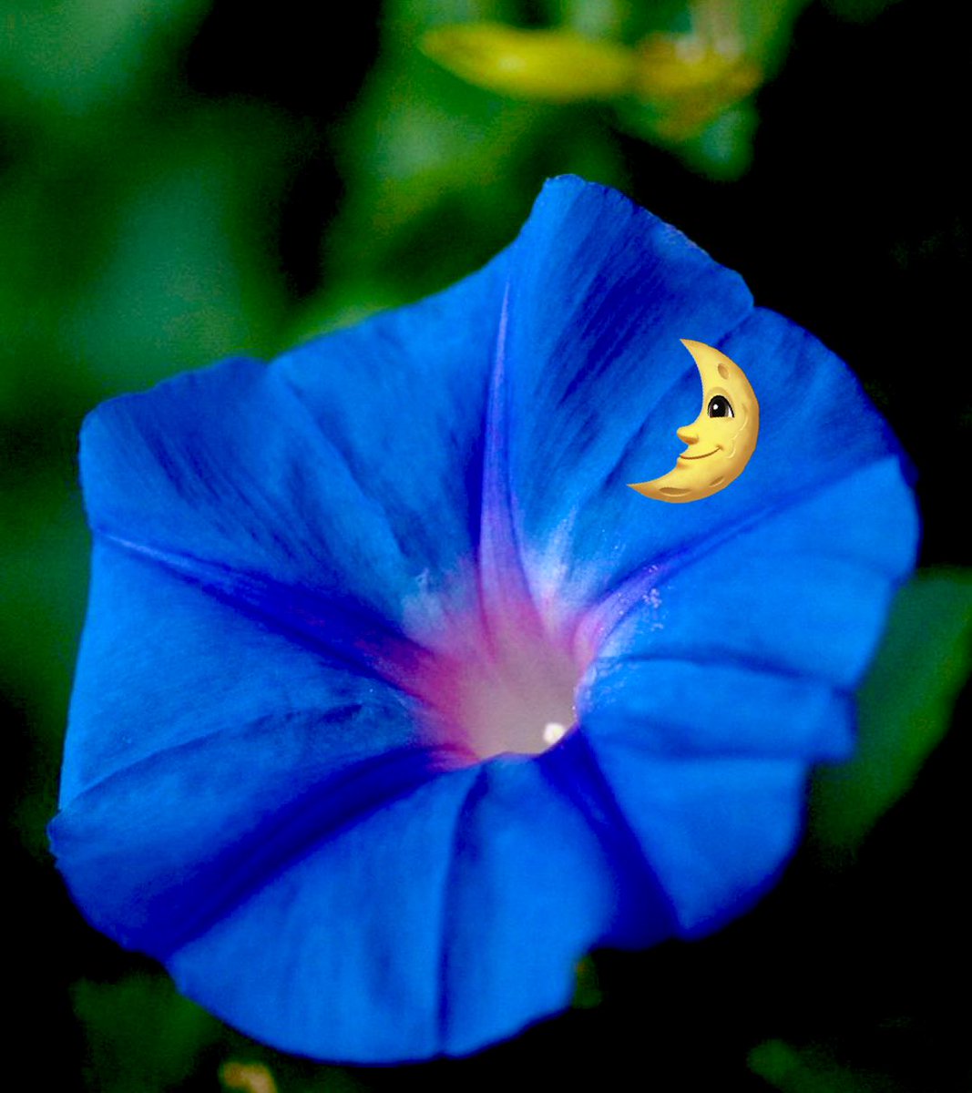SH_221bBSt's tweet photo. Moon flowers actually bloom in response to the moon…
Sunflowers will follow the sun as it moves across the sky, but their lunar counterparts only open after nightfall or on cloudy days. #RandomFunFacts 🌻🌞 https://t.co/Q9uIIWgffZ