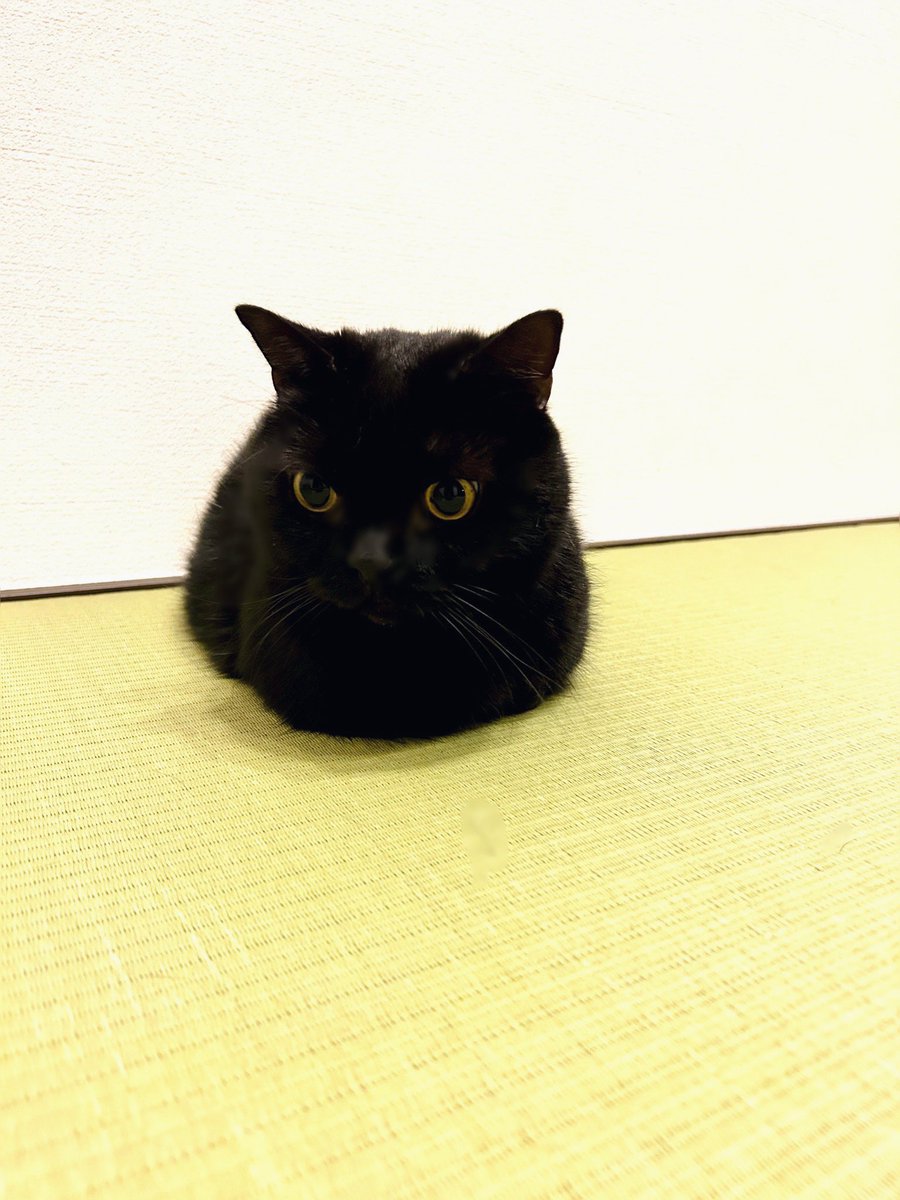 猫おにぎり
#猫
#くろよ