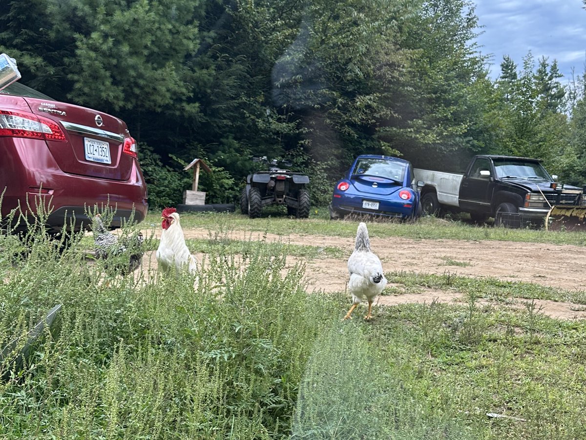 A couple of friends who think there coming along 🤔😂 anyone want a rooster ? 😂😂