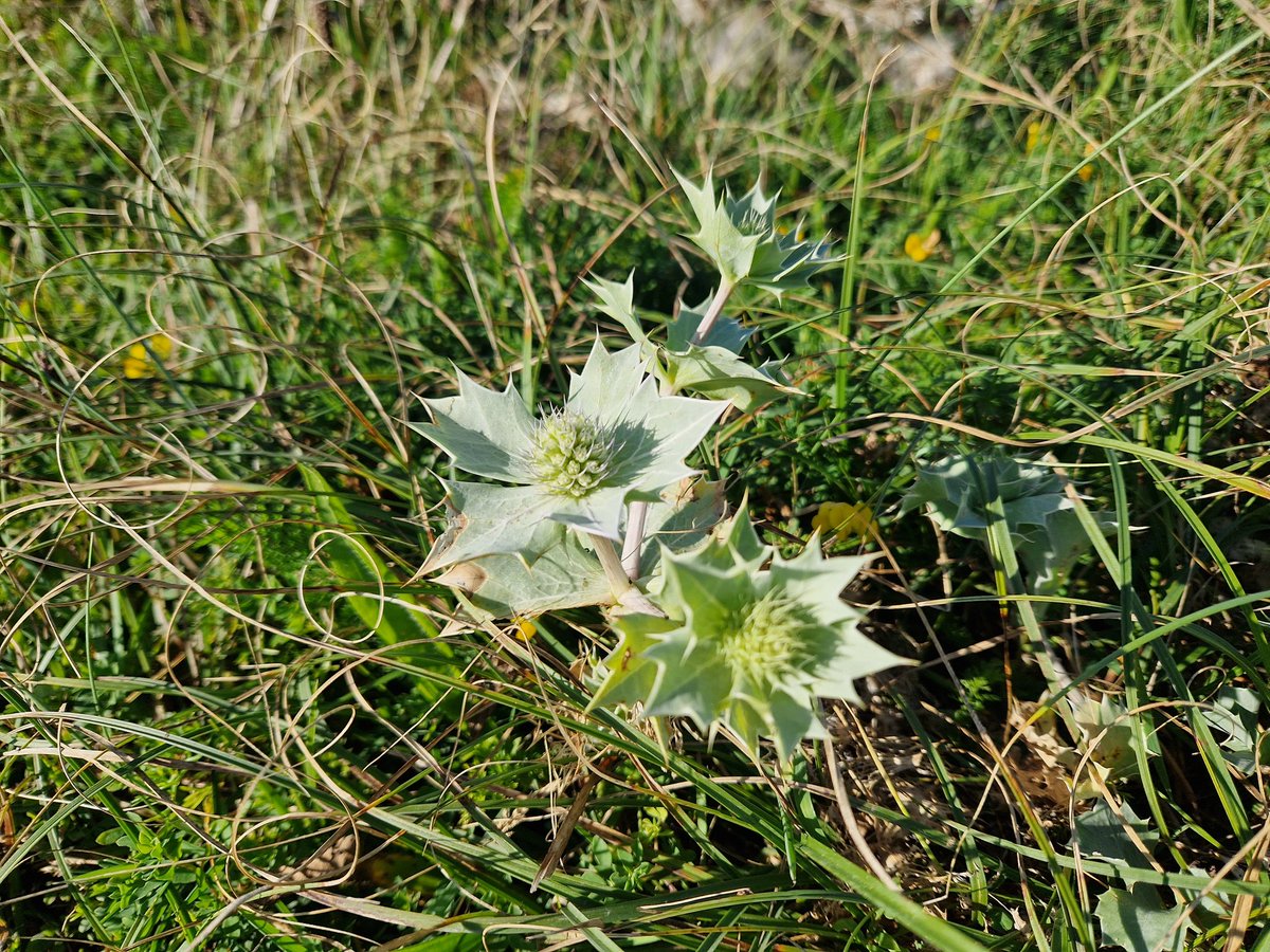 Not, sensu stricto, a holly, but if you sat on a sea holly you wouldn't argue the point. Cullenstown