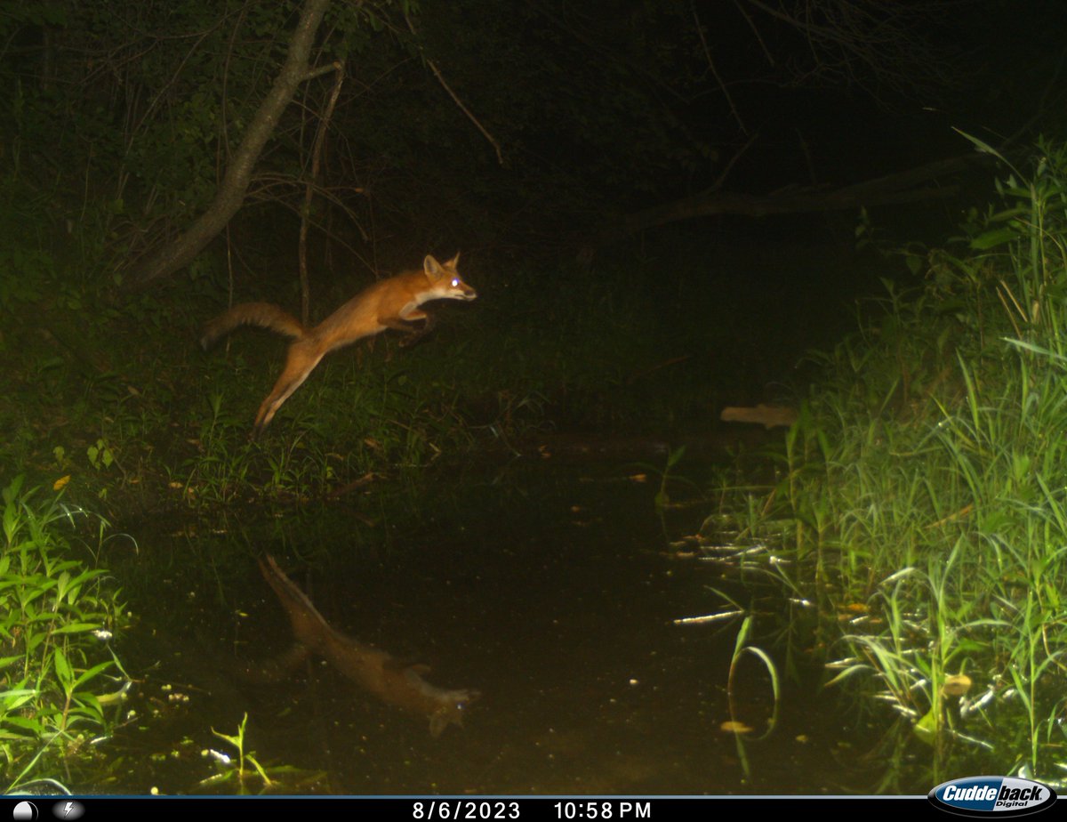 Trail_Cams's tweet image. 