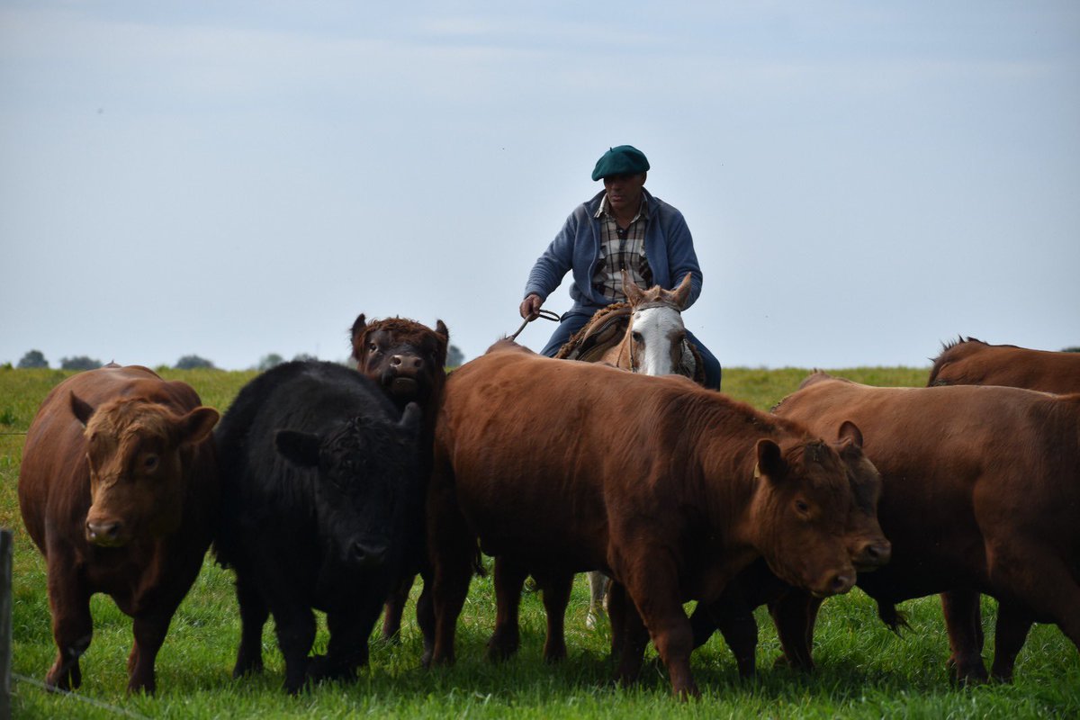 SEGUIMOS TRABAJANDO PARA NUESTRO 35 REMATE ANUAL VIRTUAL ‼️

⚠️ La semana que viene tendrán el catálogo con la oferta de toros, estamos trabajando en eso.

📆 2 DE OCTUBRE 19.30 HS. VIRTUAL, trasmite clic rural en Hotel Santa Cristina.

LOS ESPERAMOS🙌
