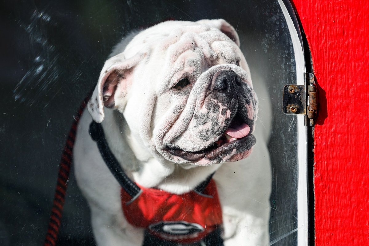 hello from college football’s very best boy

#GoDawgs