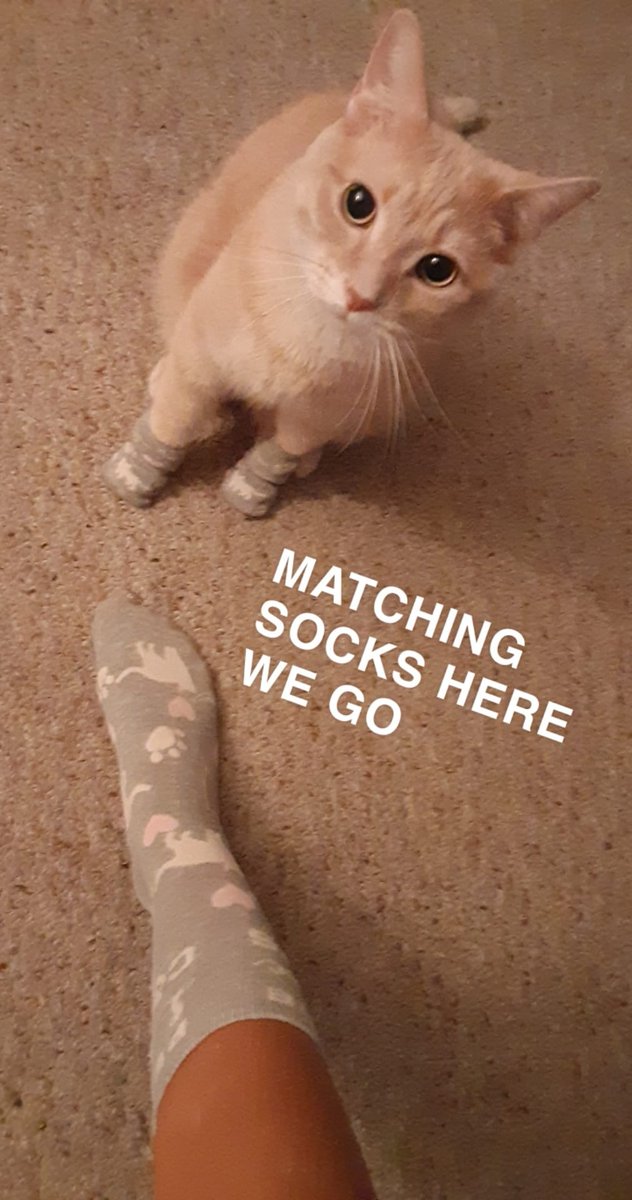 CATBRAINCELL's tweet photo. https://t.co/KkgWVWJhhD