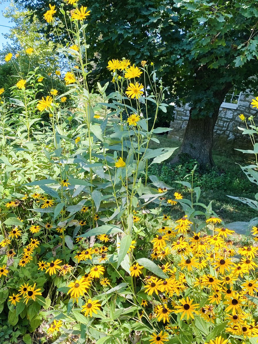 @justin_gardener High summer from the eastern panhandle of WV. Maximilian sunflowers and black eyed Susan.