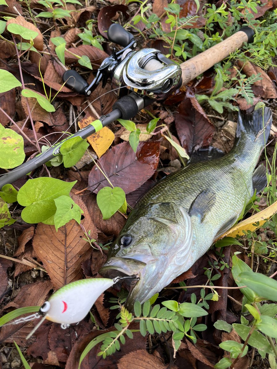 スキルフル - Search / X