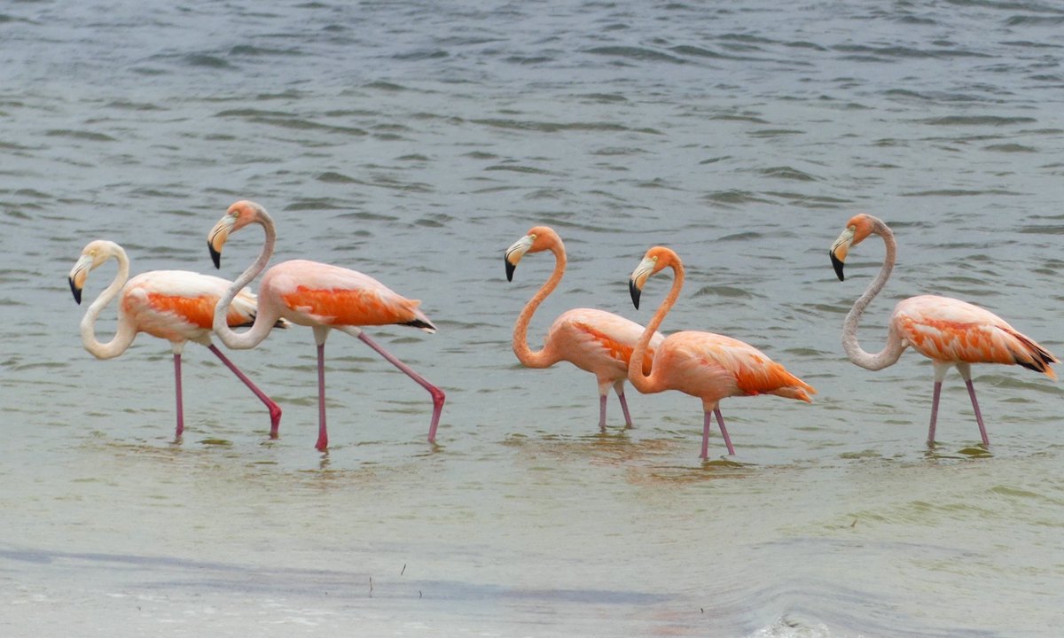 FOSBirds tweet picture