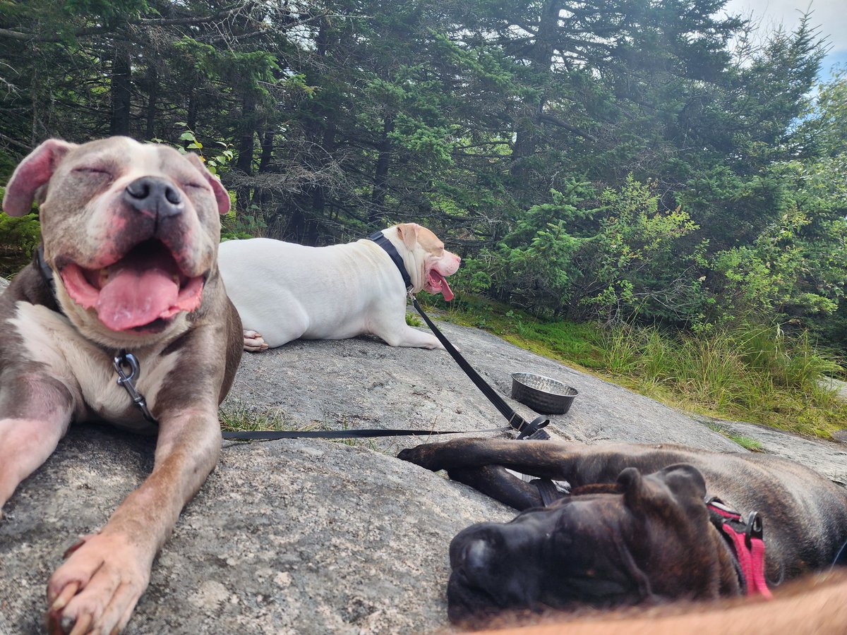 Took my dogs on a hike today. Their exhausted now but they loved it. We were chilling on top of the mountain in that pic.