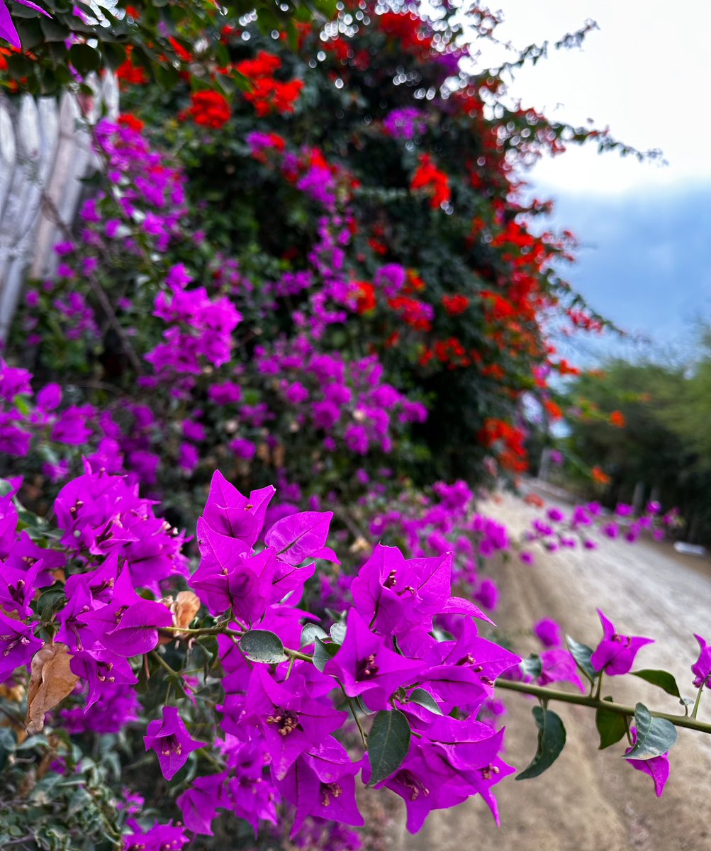 During certain times of the year near the equator, it feels as though every bougainvillea in the village is harmoniously singing the same exquisite song together. 🌺 🎶 🏝️ Happy Saturday!!! Have a beautiful day 💛💙❤️ #Flowers #Photography #FlowerPhotography #FlowersOfTwitter…