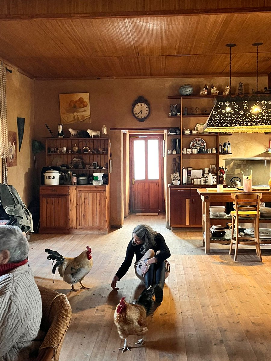 FarmGreyton's tweet photo. House roosters https://t.co/6v8iWLkSBO