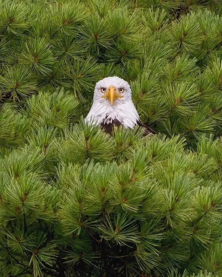 First intrasquad scrimmage this morning, good action, both sides did some very good things.  Now a couple of days off before resuming camp on Monday evening.  As always, a great Labor Day weekend to be an Eagle.