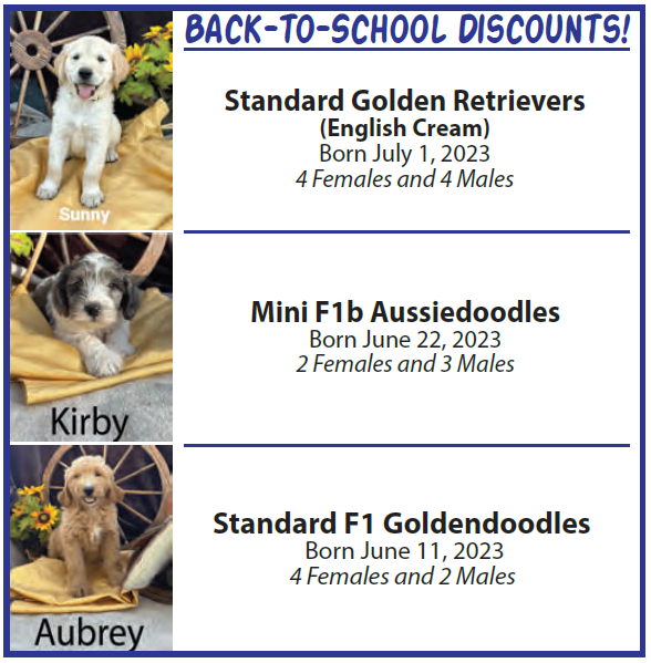Looking to add a gorgeous #puppy to your home, family and life?

#GoldenRetrieverPuppies
#MiniAussiedoodlePuppies
#GoldendoodlePuppies

Contact Arkansas Bear Creek Goldens and Doodles through their website at: ArkansasBearCreekGoldensAndDoodles.com today!
