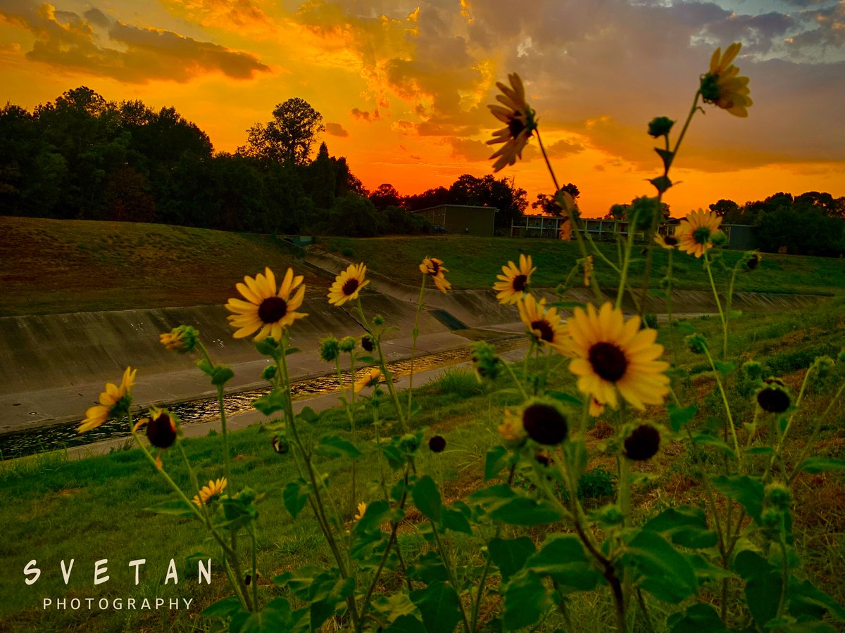 RussianTexan's tweet photo. Another Hot Day Trail Sunset ✨
CU 2morrow dear TWI family 🎶🎵
#Houston #Texas #iPhone #Fibit #Svetan #SvetanPhotography https://t.co/WAVUGp1Ij3