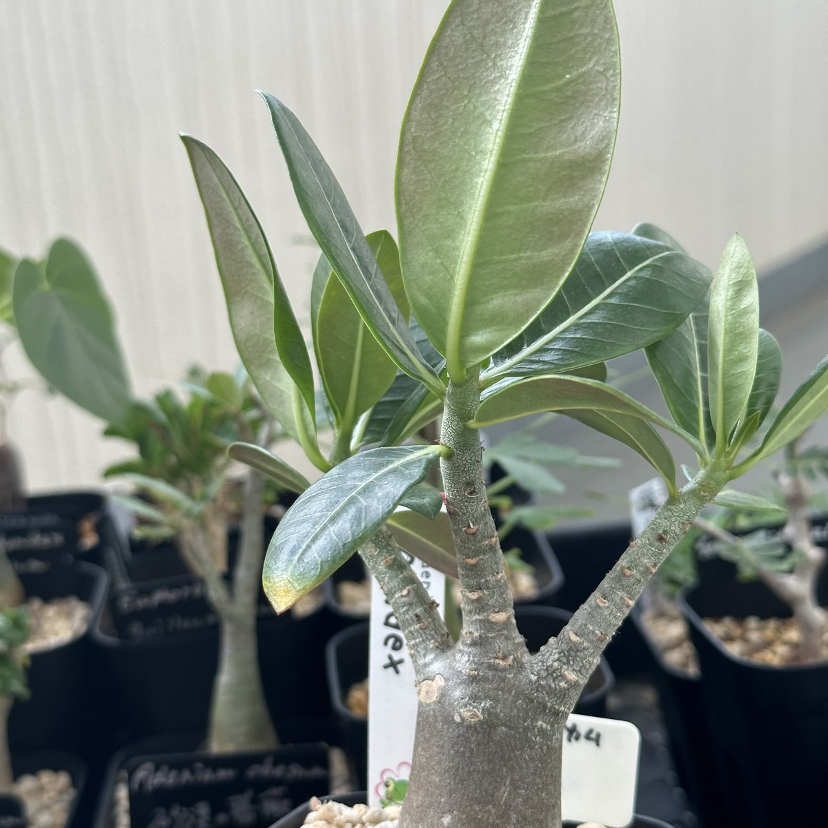 sabatolion's tweet photo. アデニウム氏の上昇志向よ…。
#アデニウム
#アデニウムアラビカム
#Adenium
#Adeniumarabicum https://t.co/i9By57y2BX