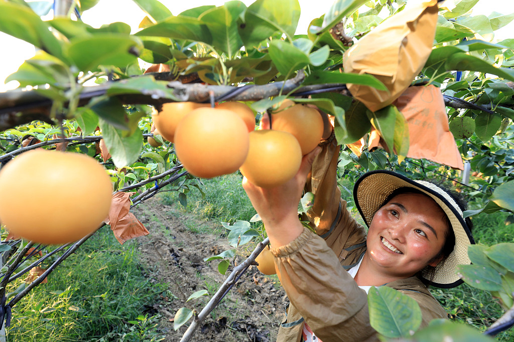 #ChinaCanvas Happy harvest! In Huaibei, Anhui, fruit farmers are busy with the pear #harvest. #ruralvitalization