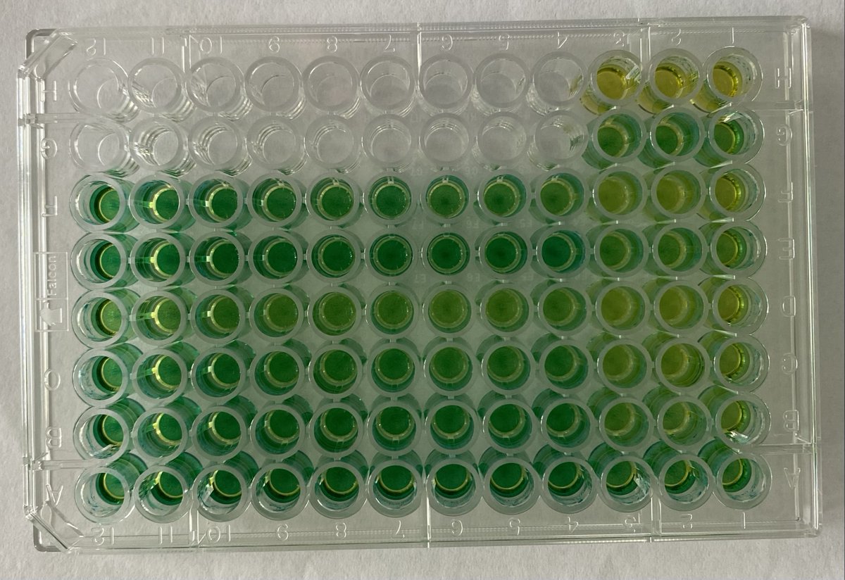 CommichauM's tweet photo. the beauty of the malachite green assay - now established for the weedkiller target...
#glyphosate #EPSP #malachite #assay https://t.co/H7uqiDEBIO