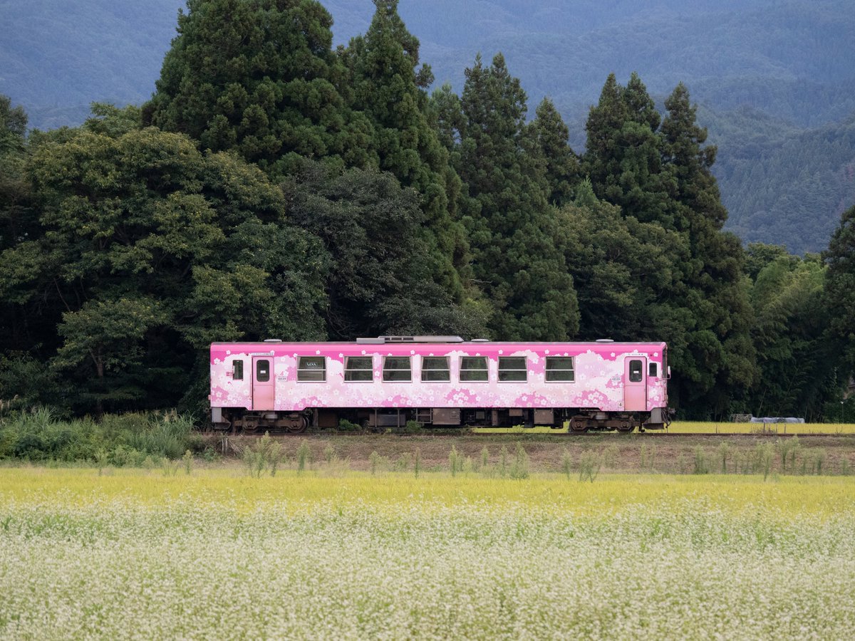 twingo583's tweet photo. 2.Sep.23/66
Yamagata Railway Flower Line
山形鉄道フラワー長井線を撮影
#山形
#Yamagata
#Flowerline
#山形鉄道
#フラワー長井線
#白鷹町
#Railway
#OLYMPUS https://t.co/x5AGpaEPFV