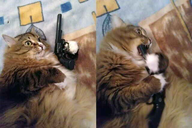 DontShowYourCat's tweet photo. what makes you feel like this? https://t.co/CXIvO3eM4h