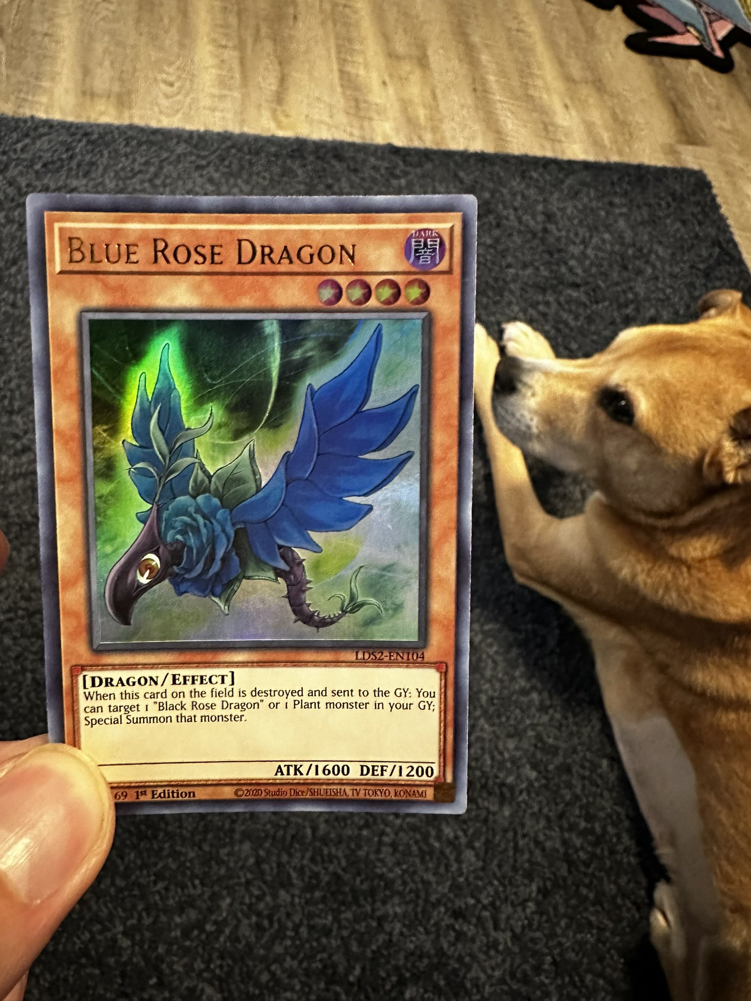 Blue Rose Dragon